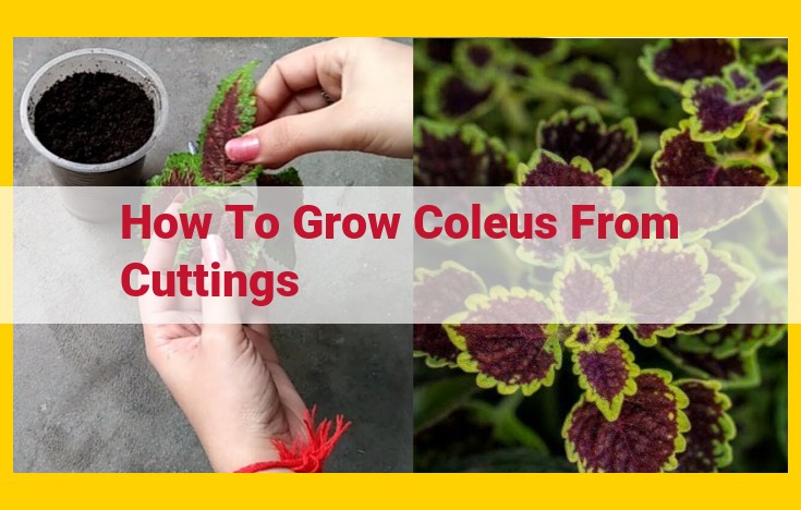 Expert Guide: Proven Techniques for Propagating Coleus from Cuttings