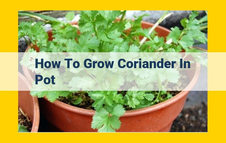 How to Grow Thriving Coriander at Home: A Step-by-Step Guide for Beginners