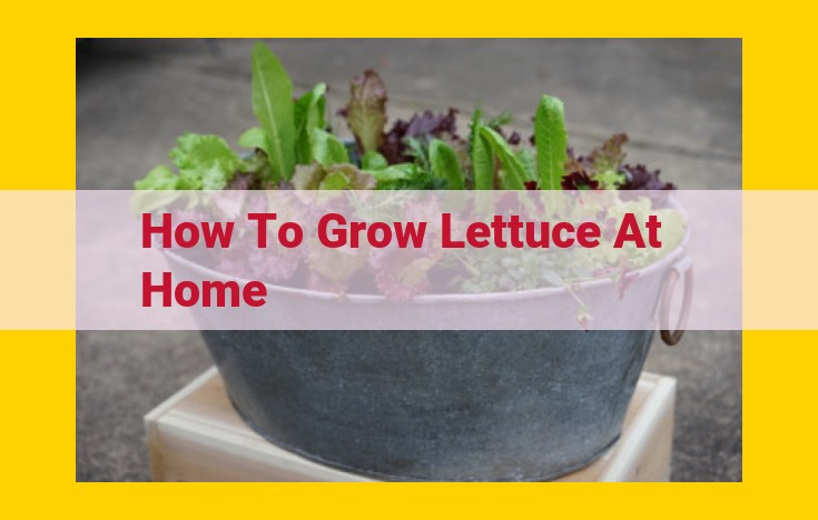 A Comprehensive Guide to Growing Succulent Lettuce at Home: Essential Steps and Materials