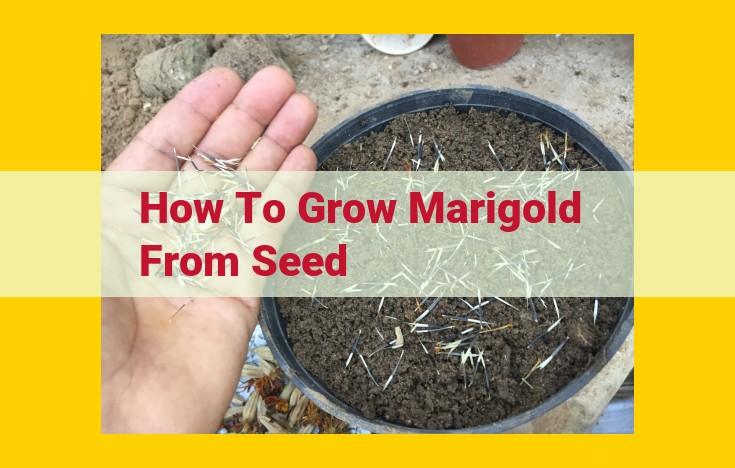 Step-by-Step Guide to Germinating Marigold Seeds for Thriving Plants