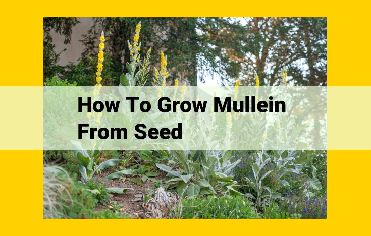 A Comprehensive Guide to Growing Mullein from Seeds: Maximizing Germination and Cultivation