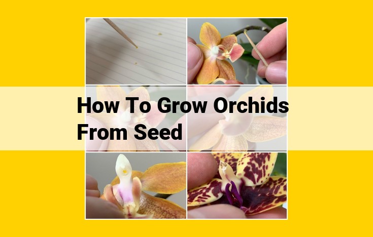 A Comprehensive Guide to Orchid Seed Germination and Cultivation: Techniques, Resources, and Support