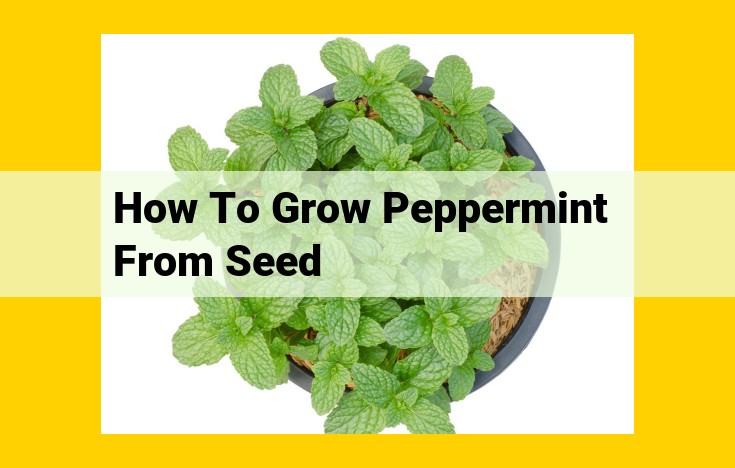 Grow Peppermint from Seeds: Ultimate Guide for Abundant Herb Harvest