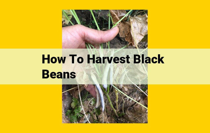 How to Harvest and Dry Black Beans for Optimal Storage