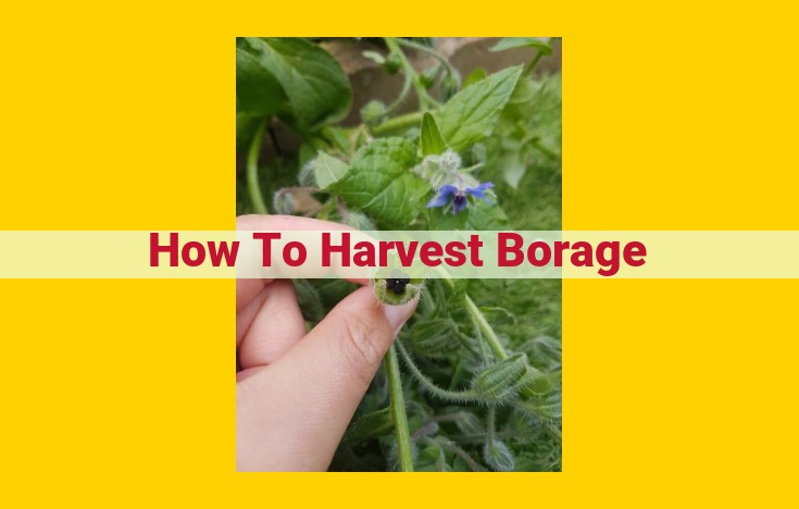 Optimize Borage Harvesting Methods for Culinary and Medicinal Benefits