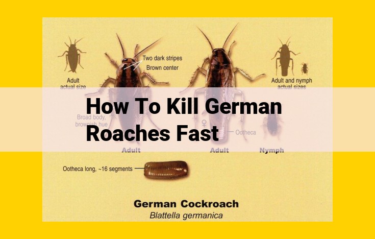 Eliminate German Roach Infestations: A Comprehensive Guide to Effective Control