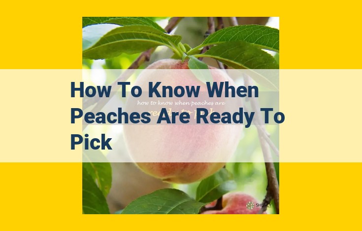 How to Identify Perfectly Ripe Peaches: A Guide to Firmness, Color, and Aroma