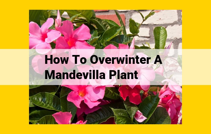 Essential Winter Care Guide for Mandevilla Plants: A Comprehensive Indoor Overwintering Strategy