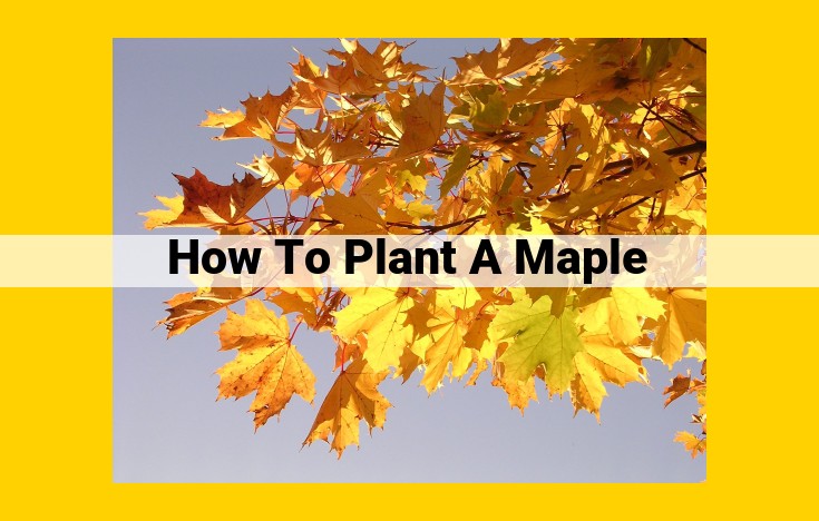 Ultimate Guide to Planting Maple Trees: Site Selection, Hole Preparation, and Care