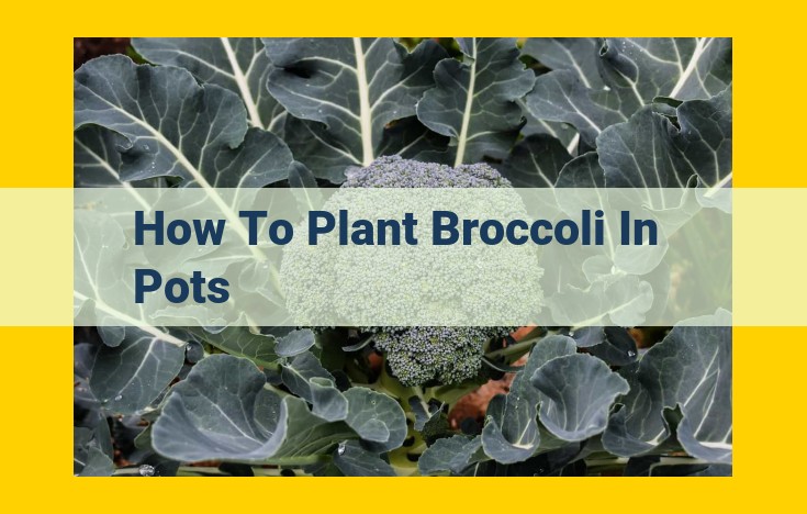 Step-by-Step Guide: Plant Thriving Broccoli in Pots