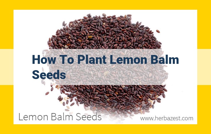 Comprehensive Guide to Planting Lemon Balm Seeds for Beginners: Step-by-Step Cultivation