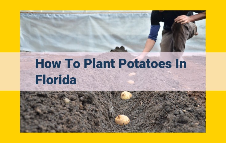 Guide to Potato Planting in Florida: Maximizing Your Fall Crop