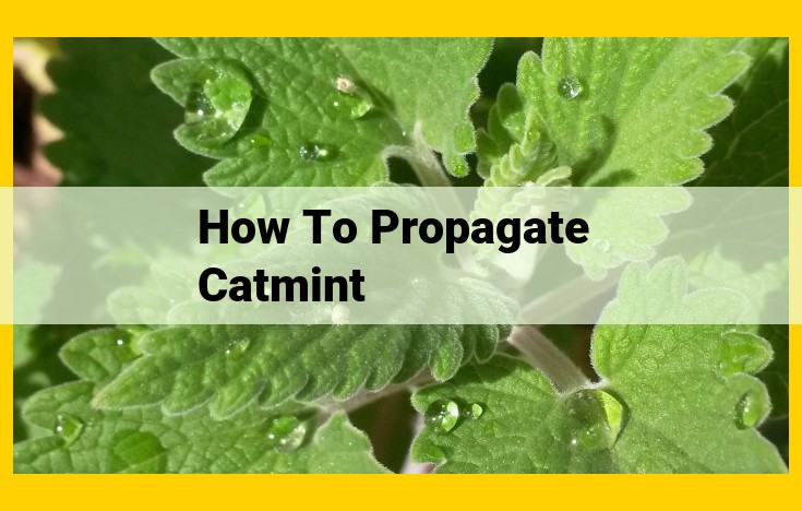 Easy Catmint Propagation: A Step-by-Step Guide for Gardeners