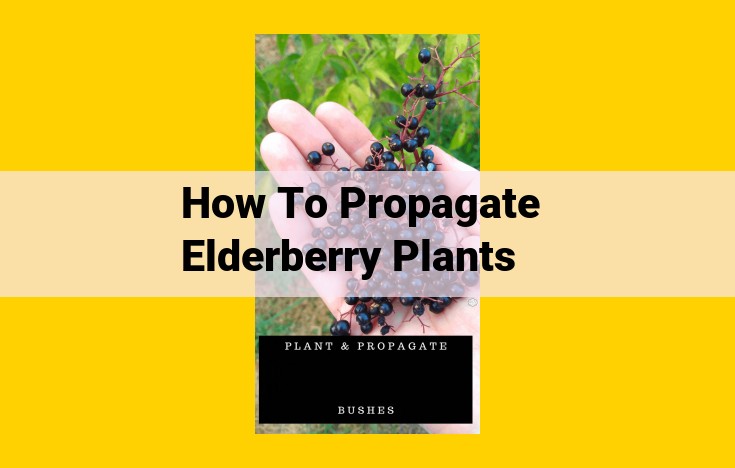 Elderberry Propagation: An In-Depth Guide to Four Methods