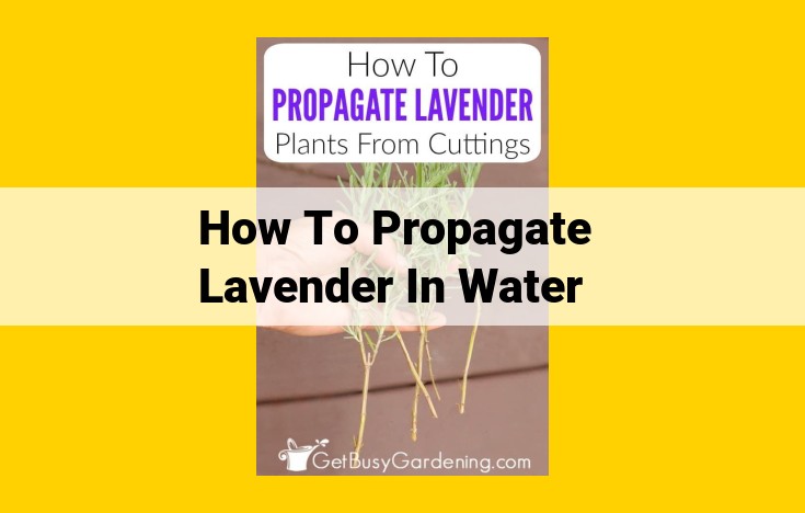 Water-Propagated Lavender: A Guide for Successful Rooting