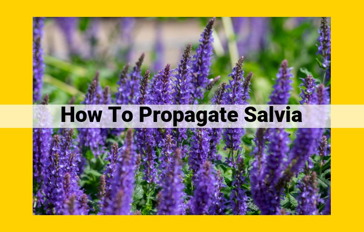 The Ultimate Guide to Propagating Sage: Tips for Success