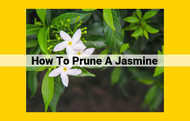 Comprehensive Jasmine Pruning Guide: Enhancing Health, Aesthetics, and Growth