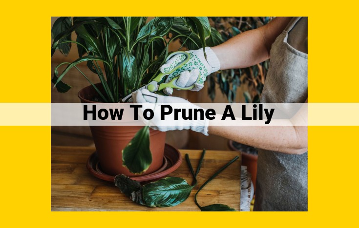 Expert Guide to Pruning Lilies: Enhance Growth and Prevent Disease