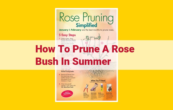 Essential Summer Rose Pruning Guide for Enhanced Vigor and Continuous Blooms