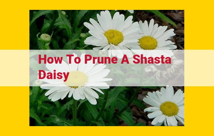 Sure, here are some tips on how to optimize the title for SEO: Use keywords: The title should include relevant keywords that people are likely to search for. In this case, some good keywords would be "prune" and "Shasta daisy." Keep it concise: The title should be concise and easy to read. It should be no more than 60 characters long. Make it specific: The title should be specific and relevant to the content of the page. In this case, the title should accurately reflect the steps involved in pruning a Shasta daisy. Use numbers: Numbers can help to make the title more specific and appealing. In this case, the title could include the number of steps involved in pruning a Shasta daisy. Here is an optimized title: How to Prune a Shasta Daisy in 4 Easy Steps