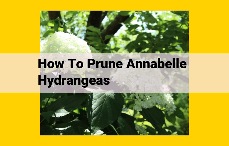 Comprehensive Guide: Pruning Annabelle Hydrangeas for Abundant Blooms