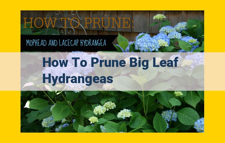 Ultimate Guide to Pruning Big Leaf Hydrangeas for Bountiful Blooms