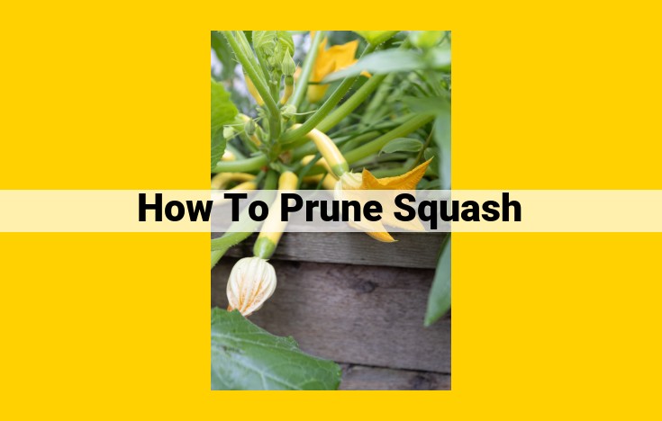 Expert Guide to Squash Pruning: Maximize Yield and Plant Health