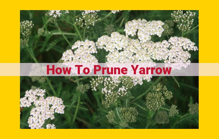 Expert Yarrow Pruning Guide for Abundant Blooms and Plant Health