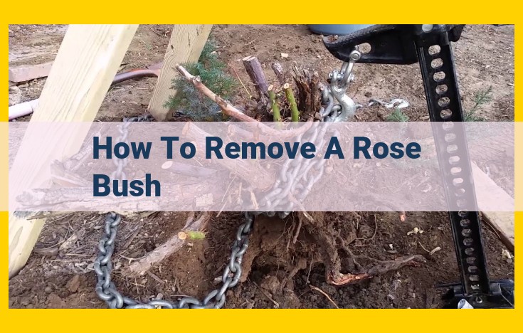 How to Remove a Rose Bush: A Step-by-Step Guide for Beginners