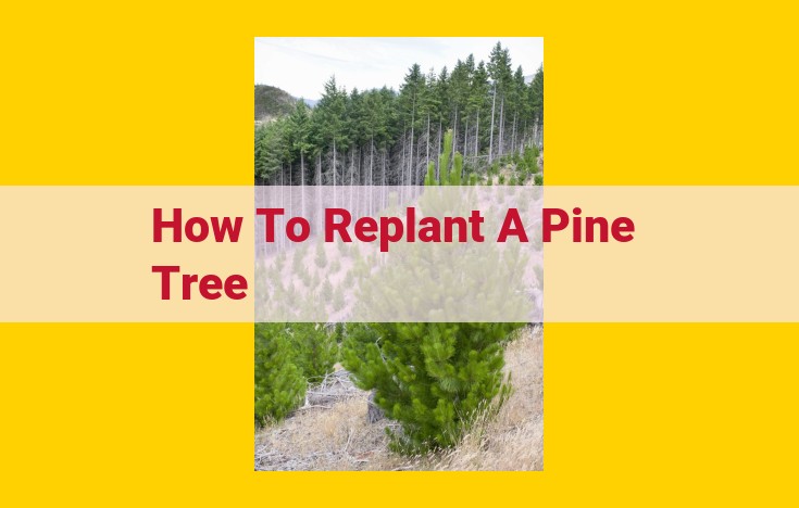 Comprehensive Guide to Replanting Pine Trees: Expert Tips for Success