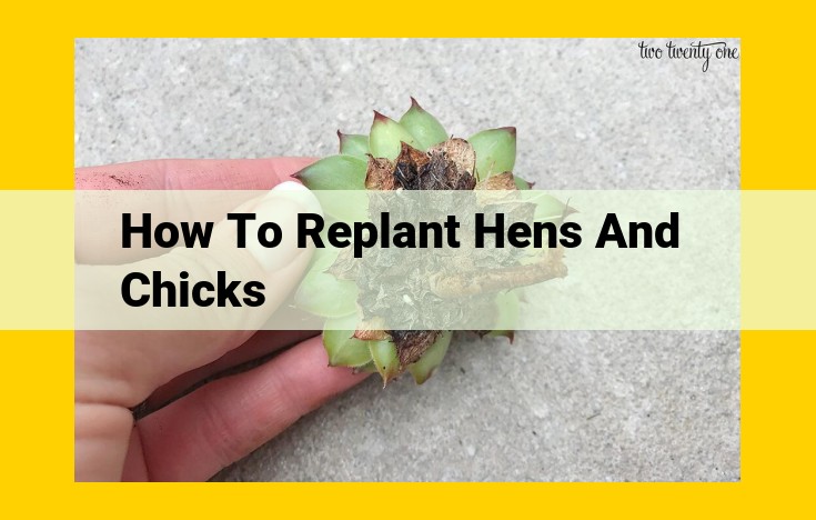 How to Replant Hens and Chicks (Sempervivum tectorum) for Thriving Growth