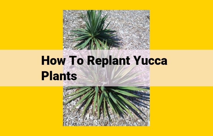 Master the Art of Yucca Replanting: A Comprehensive Guide to Success