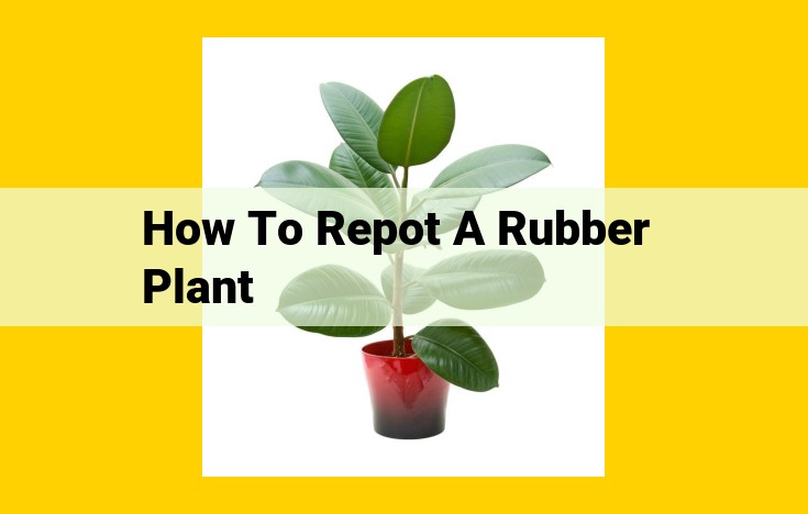 Repotting Rubber Plants: A Comprehensive Guide for Healthy Growth