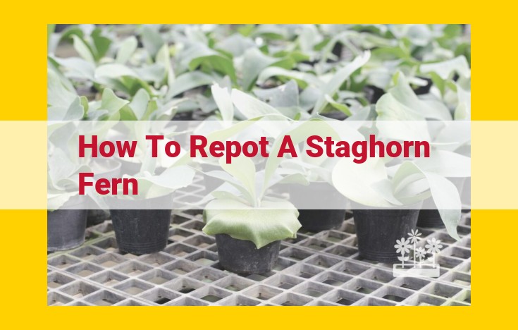 Comprehensive Guide to Staghorn Fern Repotting: Essential Materials and Step-by-Step Instructions