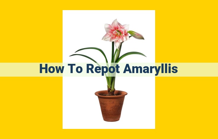 A Comprehensive Guide to Repotting Amaryllis: A Step-by-Step Approach for Optimal Plant Health