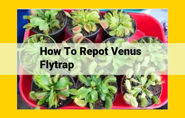 Repotting Venus Flytraps: A Comprehensive Guide for Bog Plant Care