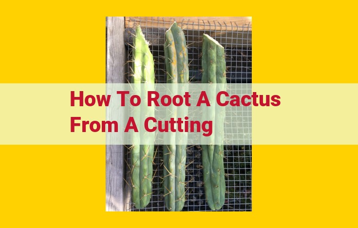 How to Propagate Cacti: A Complete Guide to Core Entities, Supplementary Factors, and Other Considerations