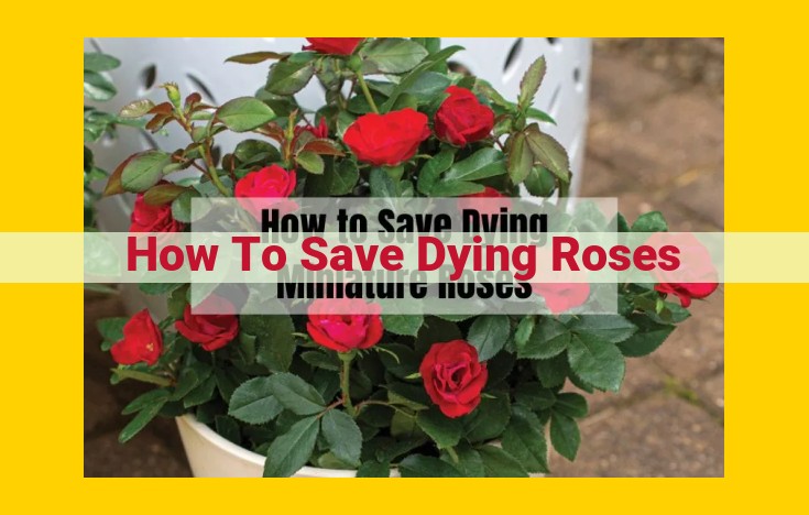 Revive Dying Roses: A Comprehensive Guide to Cultivation, Health Management, and Expert Consultation