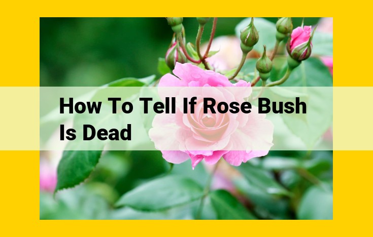 How to Identify If Your Rose Bush Is Dead: A Comprehensive Guide