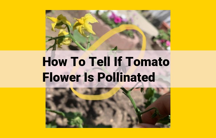 How to Check if a Tomato Flower Has Been Pollinated: Easy Visual Cues