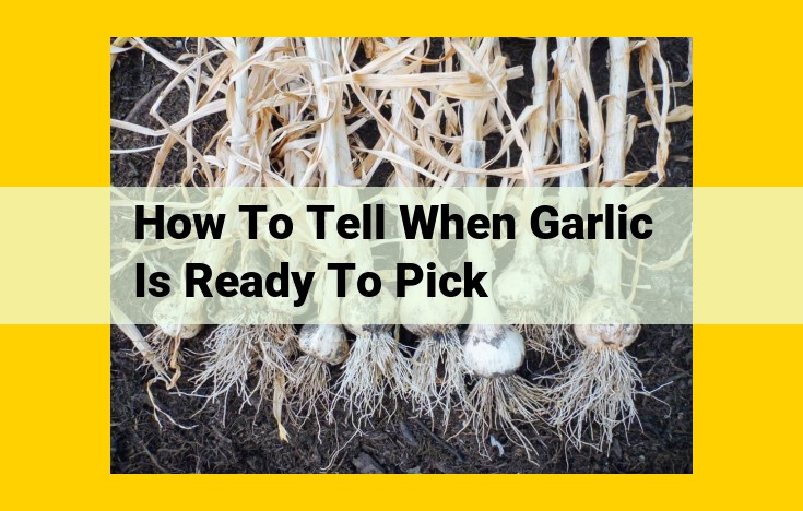 Comprehensive Guide to Harvesting and Storing Garlic for Maximum Freshness