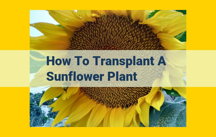 How to Transplant Sunflowers for Optimal Growth: A Step-by-Step Guide