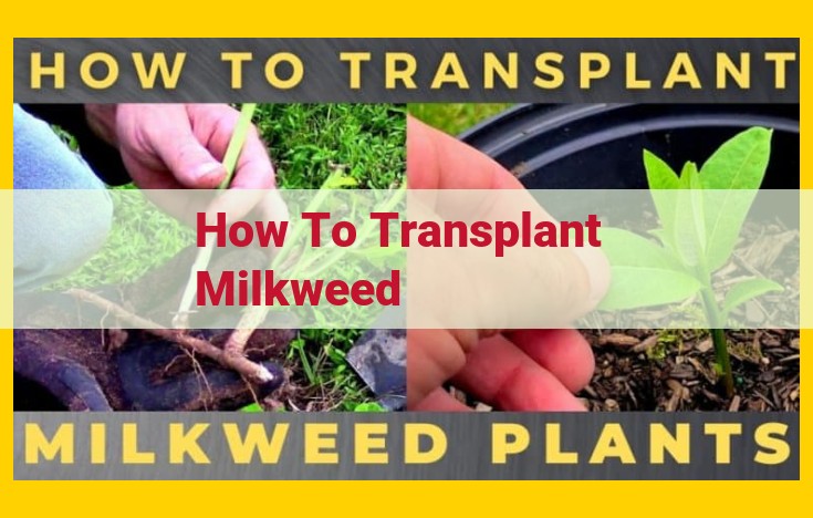 A Comprehensive Guide to Transplanting Milkweed: Step-by-Step Instructions for Success