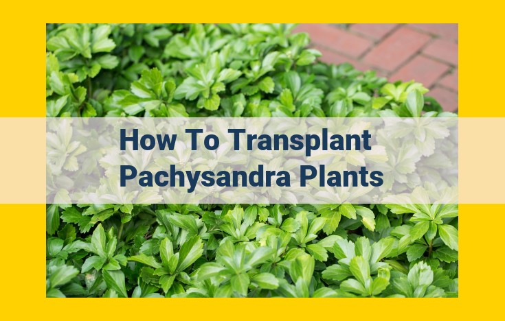 Guide to Transplanting Pachysandra: Thriving in Shady Grounds