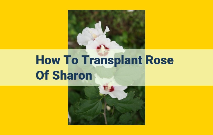 Comprehensive Guide to Transplanting a Rose of Sharon Shrub: Ensuring Thriving Blooms