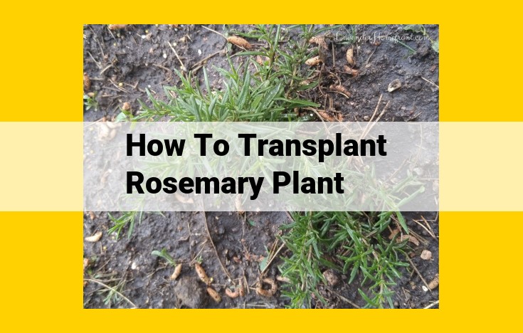 How to Transplant Rosemary for Thriving Growth: A Comprehensive Guide