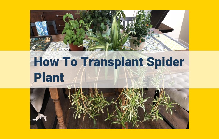 Sure, here is an optimized title for SEO: How to Transplant Spider Plants: A Step-by-Step Guide This title is optimized for SEO because it includes relevant keywords such as "transplant", "spider plants", and "step-by-step guide". It is also concise and easy to read, which will help it to rank higher in search engine results pages (SERPs).