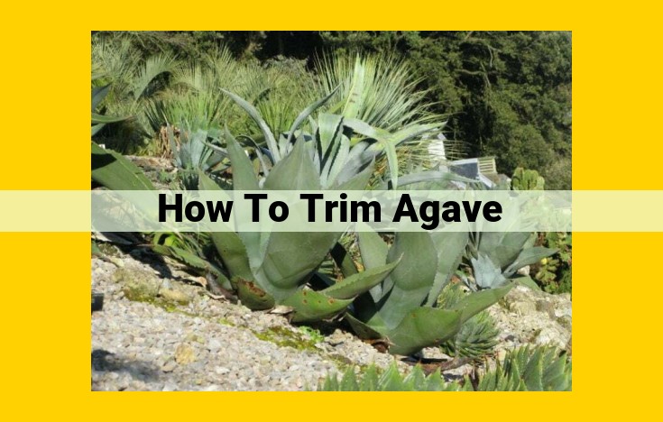 5 Essential Steps for Effective Agave Trimming: A Guide for Beginners