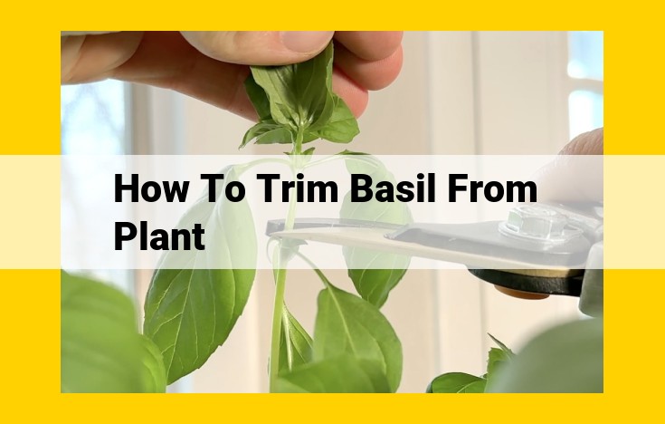 Essential Guide to Trimming Basil for Optimal Flavor and Growth