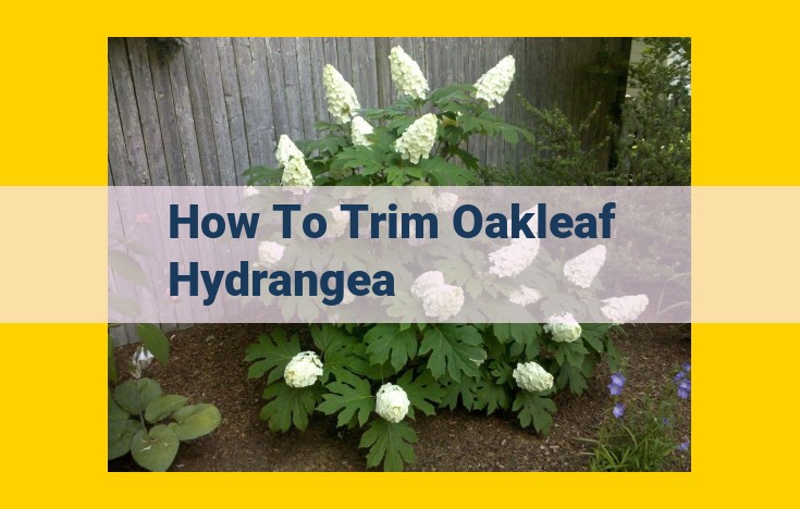 Comprehensive Oakleaf Hydrangea Pruning Guide: Promote Growth and Enhance Bloom